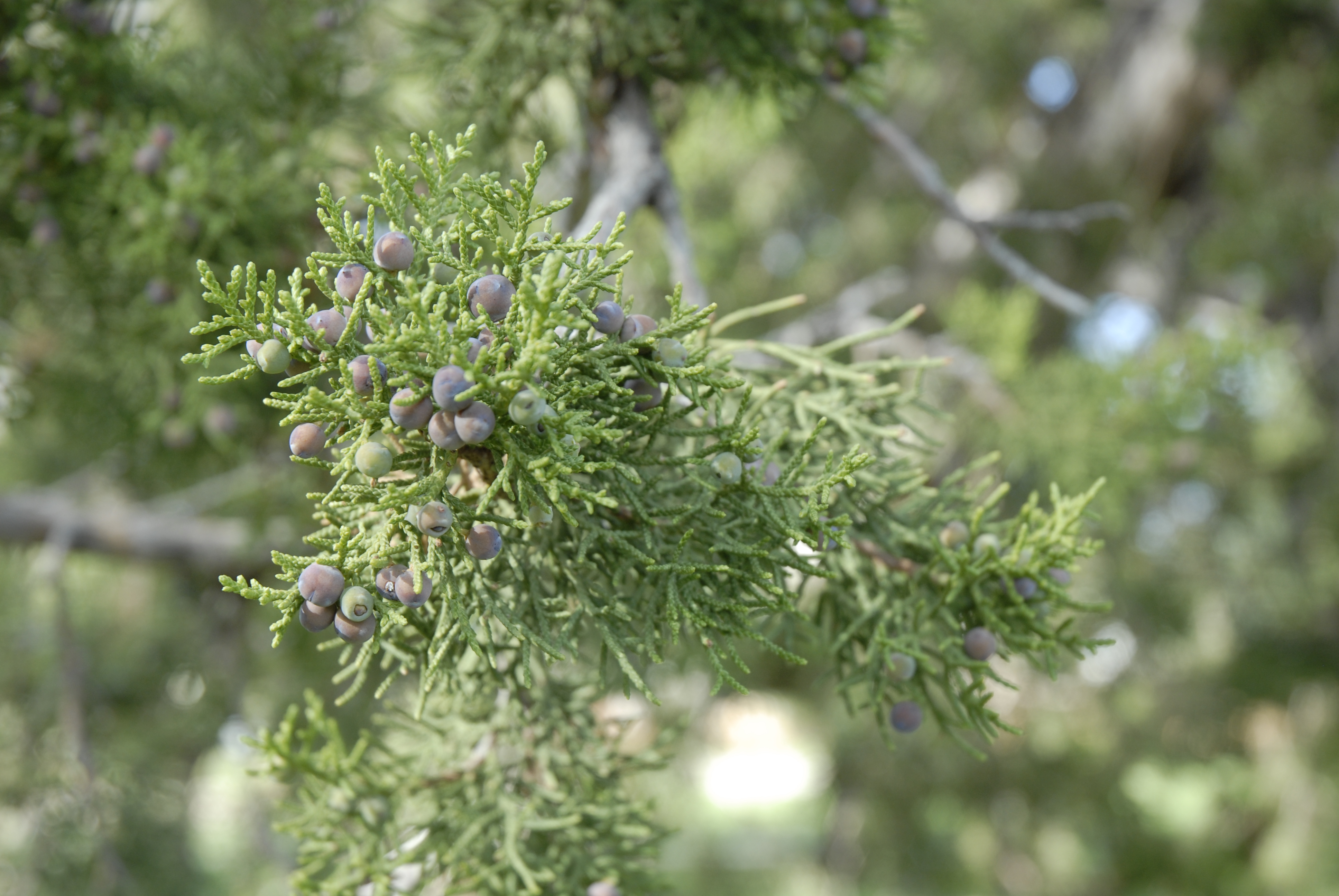 Rocky Mountain Juniper